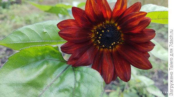 У меня получился подсолнух!