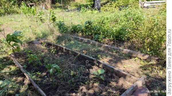 Культурные насаждения можно рассмотреть, но для этого надо постараться