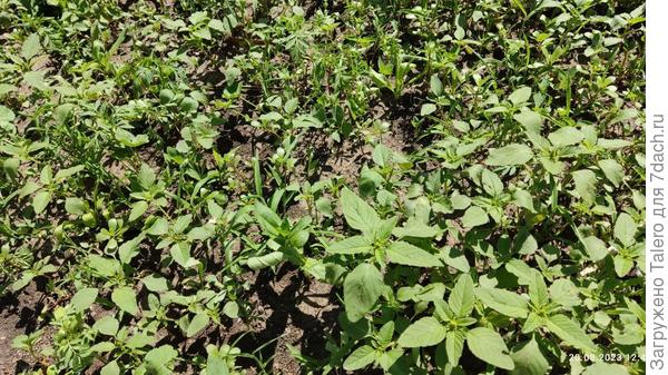 ...выглядит вот так