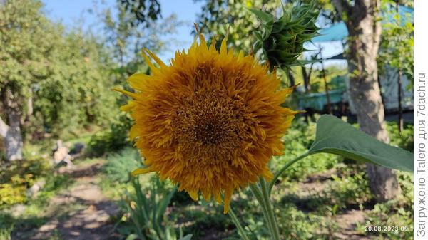Ещё один подсолнух зацвёл!