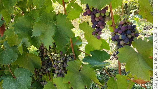 Ну хоть виноград идёт по графику!