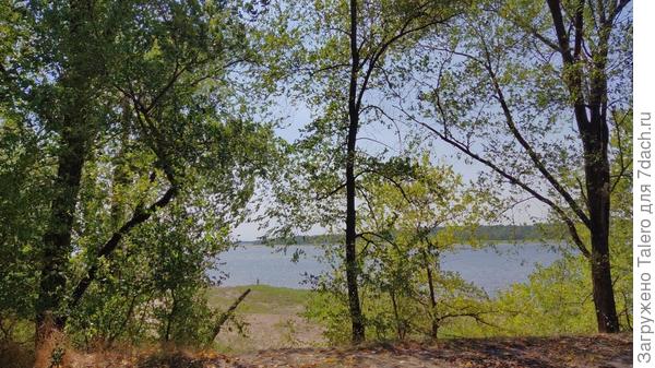 До воды сосны впрочем, не добираются