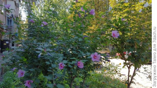 Перед подъездом цветут деревья