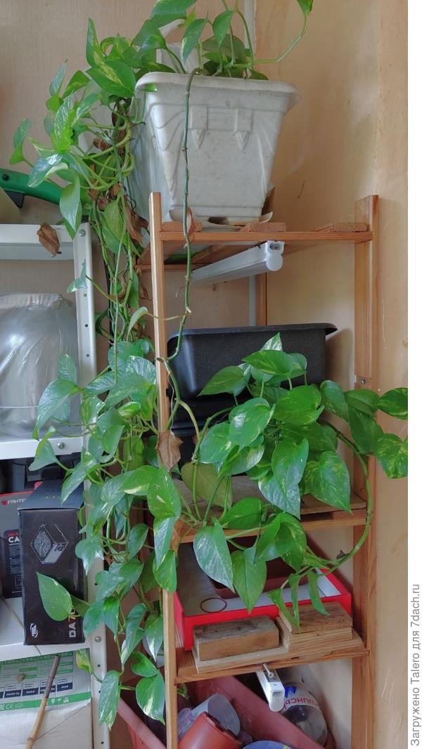 В стаканчике справа уже укоренённые обрезки