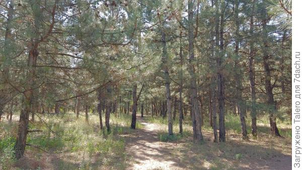 Настоящий сосновый лес! Вот только он длится метров сто, за ним уже река