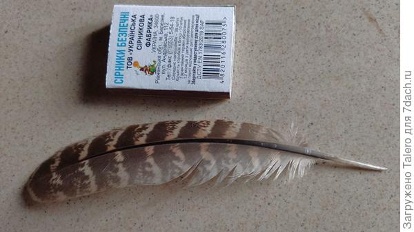 И привёз привет от фазанихи