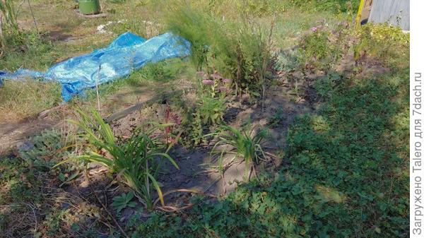 Вид клумбы ДО, с неустойчивой спаржей