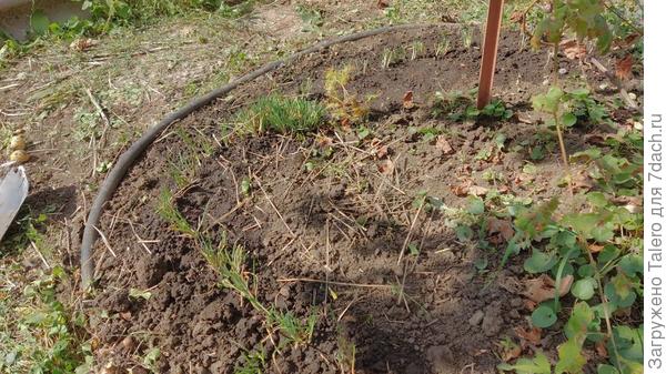 Ближний конец уткнулся в мускари