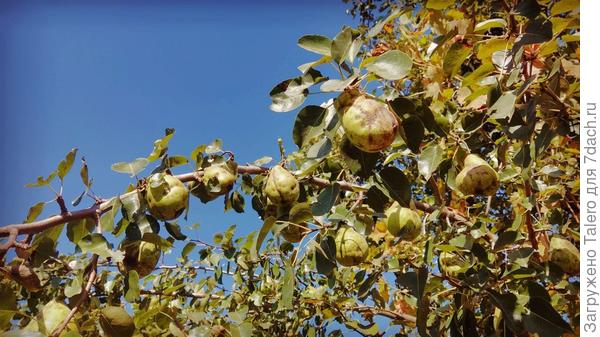 Груши в этом году аппетита вообще не пробуждают