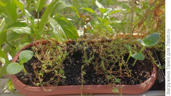 Это я пыталась весной вырастить рассаду тимьяна