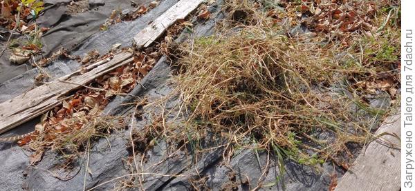 Это только часть выкопанных корней