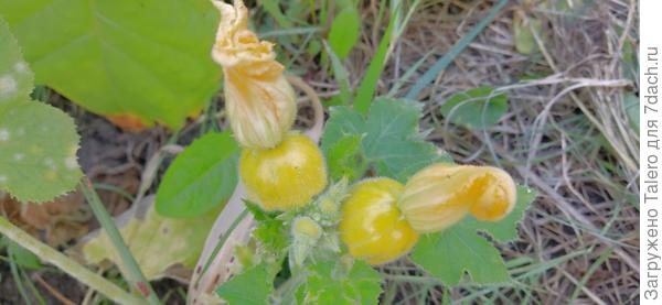 Какие-то странные кабачки