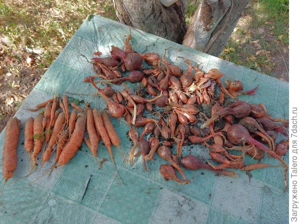 Третья часть урожая