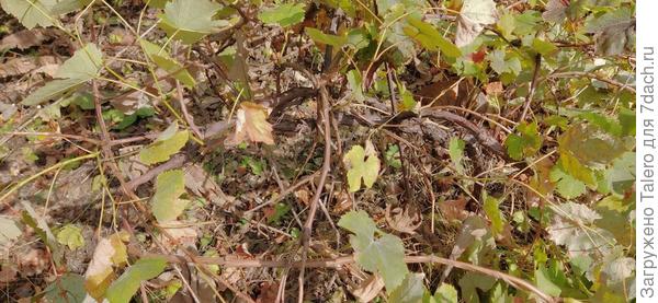 Страшный и ужасный виноград