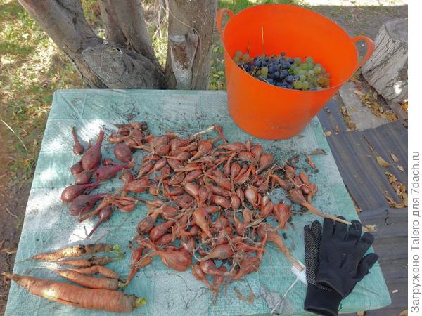 Вторая часть урожая