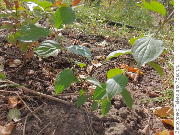 А на школке окреп кустик, но я никак не пойму, кто это?