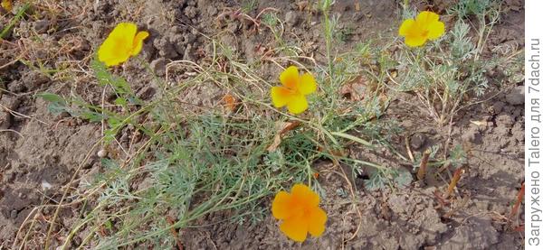 Эшшольция освободилась от пионов и сорняков и развернулась во всю мощь