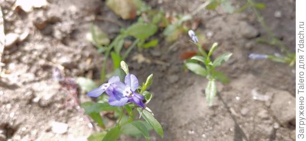 Похоже, лобелия решила зацвести! Газания, очередь за тобой