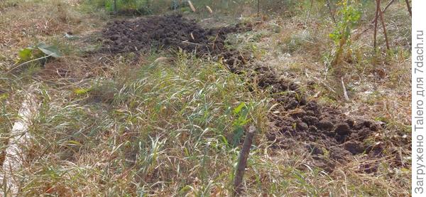 Остался совсем кусочек, но какой! Сплошной пырей