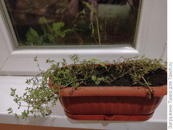 Этот тимьян — кандидат на поездку на дачу