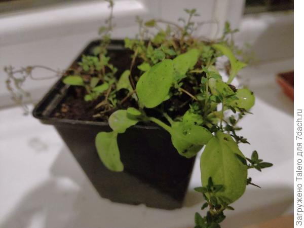 А в этом повсходили массово не то календулы, не то петуньи