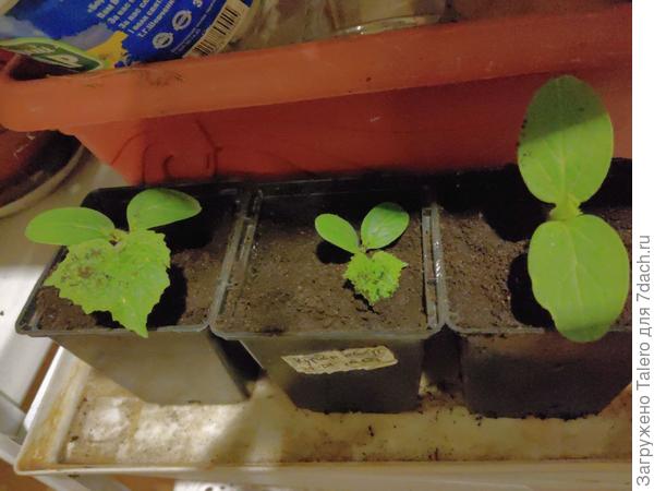 Вытащила огурцы, пока они не вымахали во весь рост