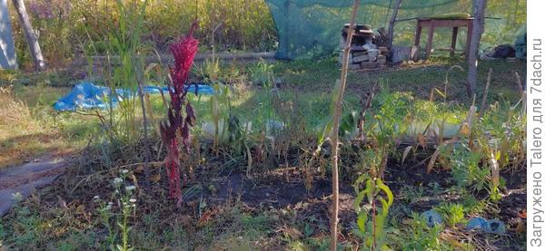 А вот дикий амарант пострадал