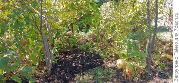 Один куст хмеля уже ликвидировала в процессе