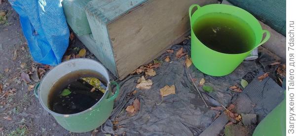 Вся трава мокрая, земля мокрая, но при этом с воскресного ливня набралась лишь пара вёдер. 