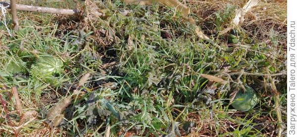 На арбузиках и дыньках — остатки утреннего инея