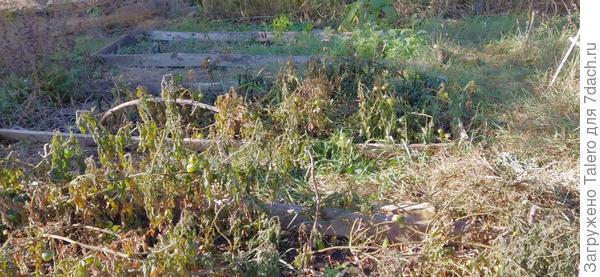 Ау, помидоры, вы чего? До ноября ещё целая жизнь!