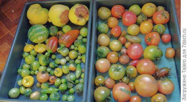 Вот, ждут участи: справа с ближней, слева с дальней убратой с айвой, перцами, патиссонами и отвалившимся арбузиком