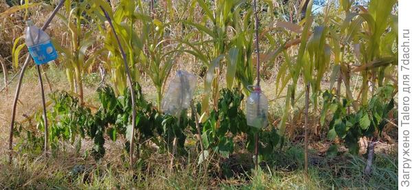 Перцы вон ещё геройски зреют
