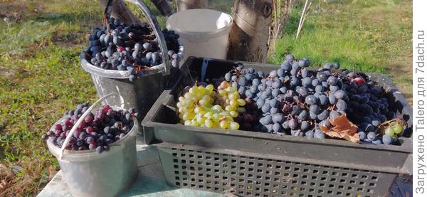 Окончательный урожай