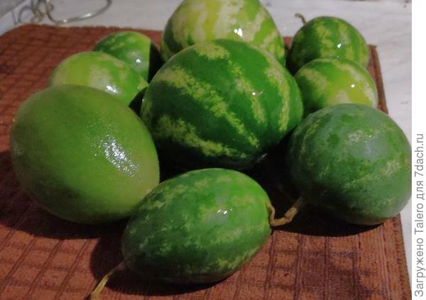 Дынька зелёная, но вполне съедобная, а арбузик даже сладкий!