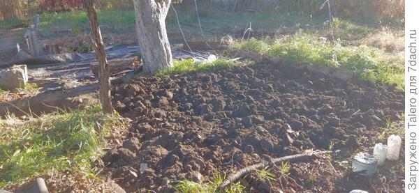 Место, с которого сняла лутрасил, было просто испещрено порослью облепихи!