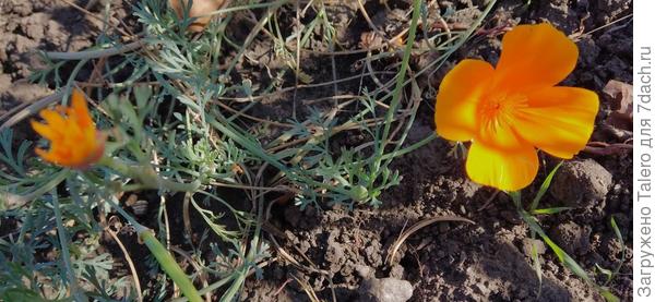 Любимые эшшольции всё цветут