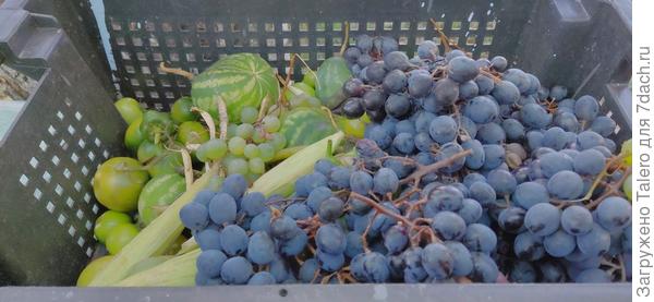 Первоначальный урожай