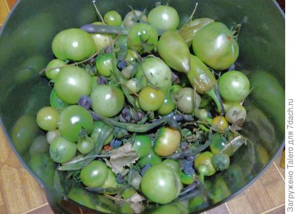 А завтра ждёт ещё море зелени...