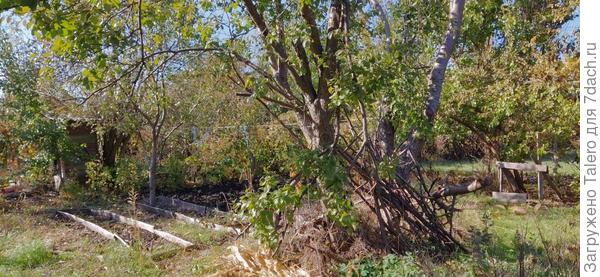 Слива «Туда-обратно»