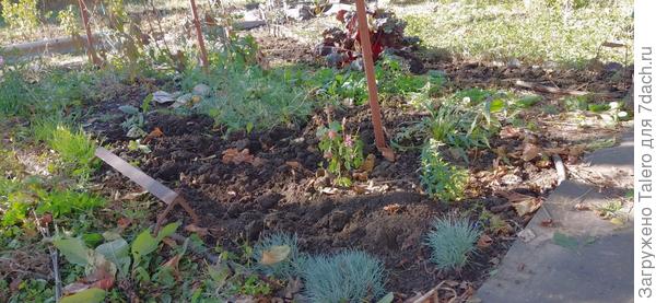 А пока временно убрала мяту с виноградной территории