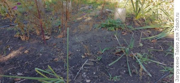 Клумба с юкками ещё ждёт уборки