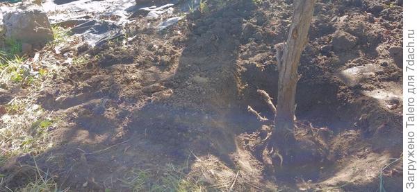 А потом пошла к облепихе