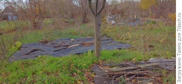 А лутрасил переехал на ещё одну дикую территорию