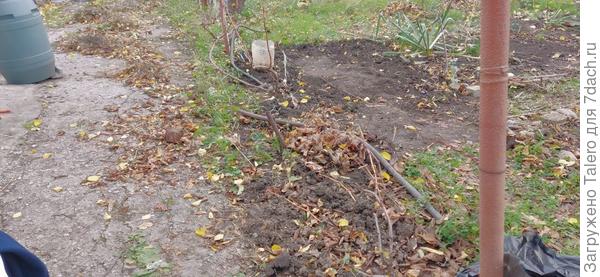 Сегодня был виноградный день