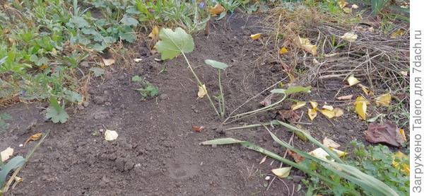 А я высадила мальвы: рассада как раз дошла до нужной кондиции с марта