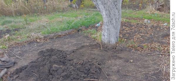 Кстати о яблонях