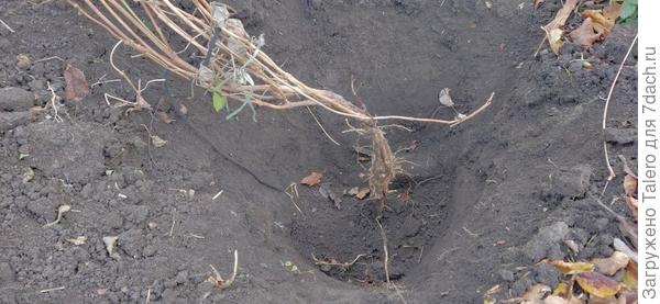 Кампсис выглядел вот так