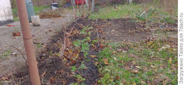 Давно собиралась