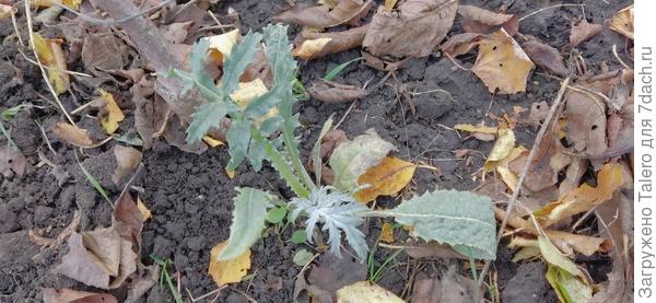 И артишок наконец выпустил настоящие листки